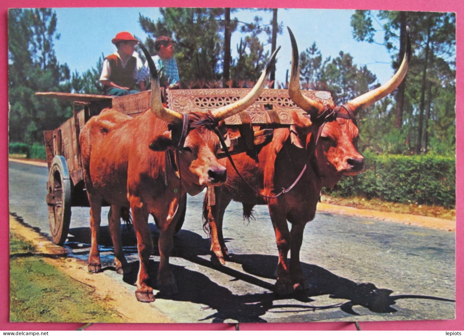 Portugal - Minho - Carro De Bois Com Canga Trabalhada - Braga