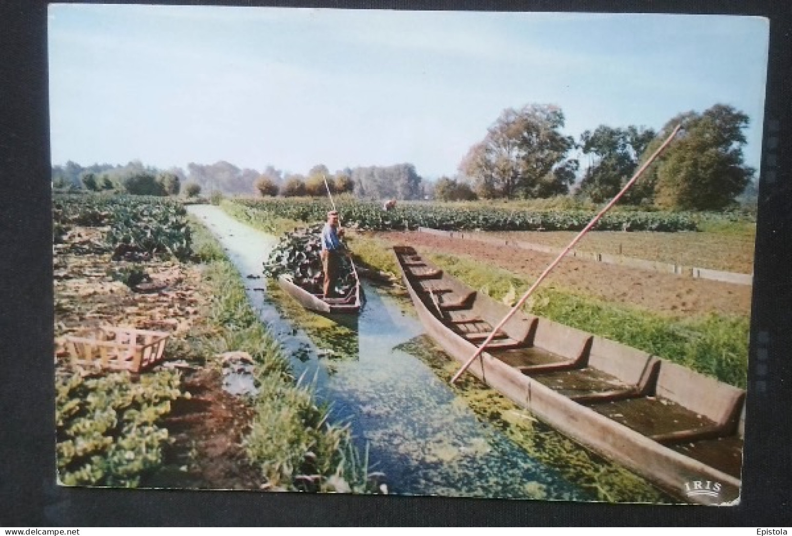 ► Amiens - Somme Hortillonnages - Camon Maraicher - Cultures