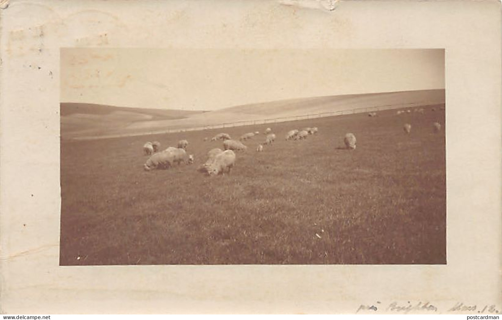 England - Sx - BRIGHTON Sheep In Field - Brighton