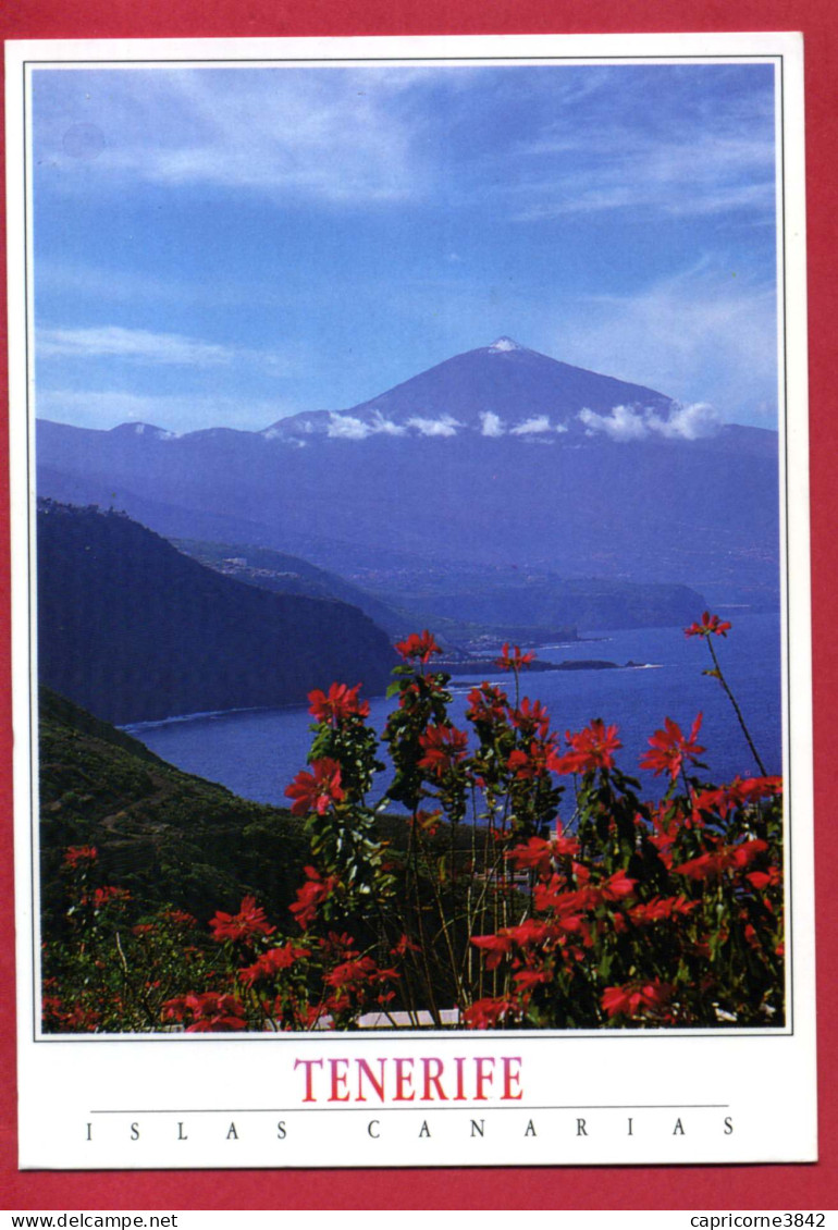 1997 - Espagne - Carte Postale Des Iles Canaries - Cachet "WORLD MAIL-CANARY ISLANDS" + "PORT PAYE PAYS BAS" - Andere & Zonder Classificatie