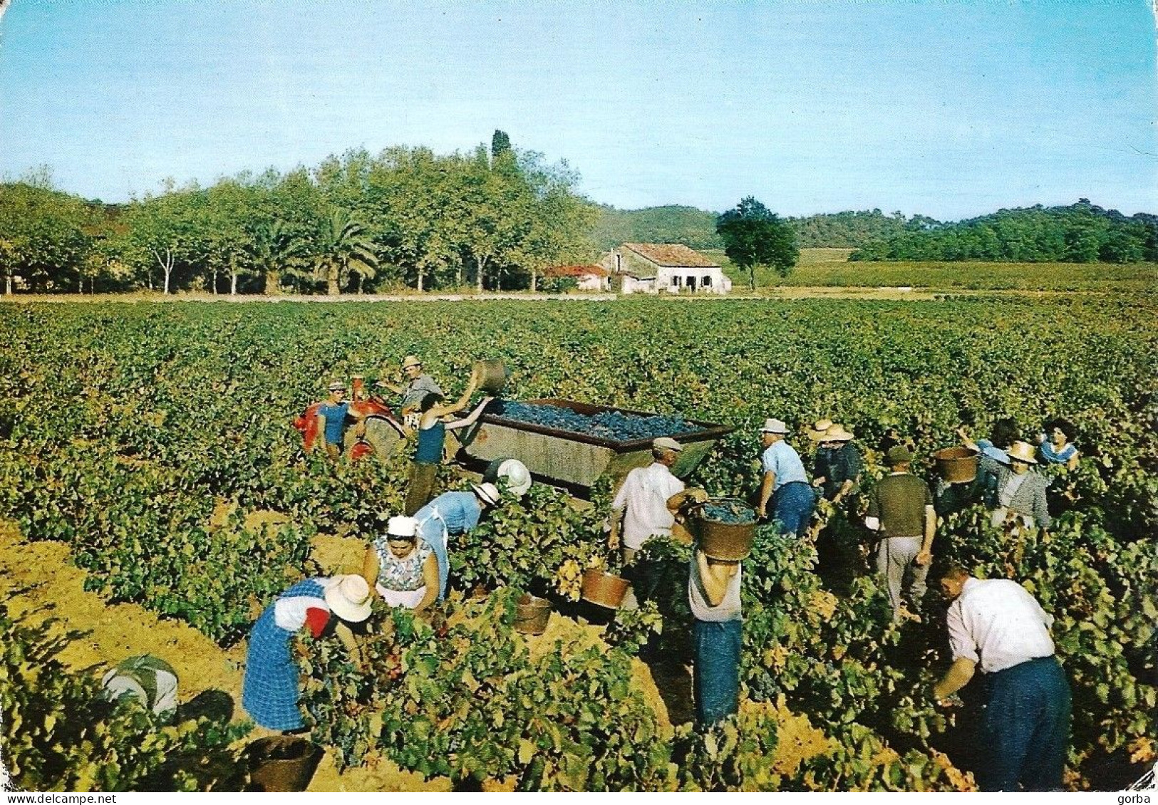 CPM - FRANCE - PACA - Vendanges Provençales - Provence-Alpes-Côte D'Azur