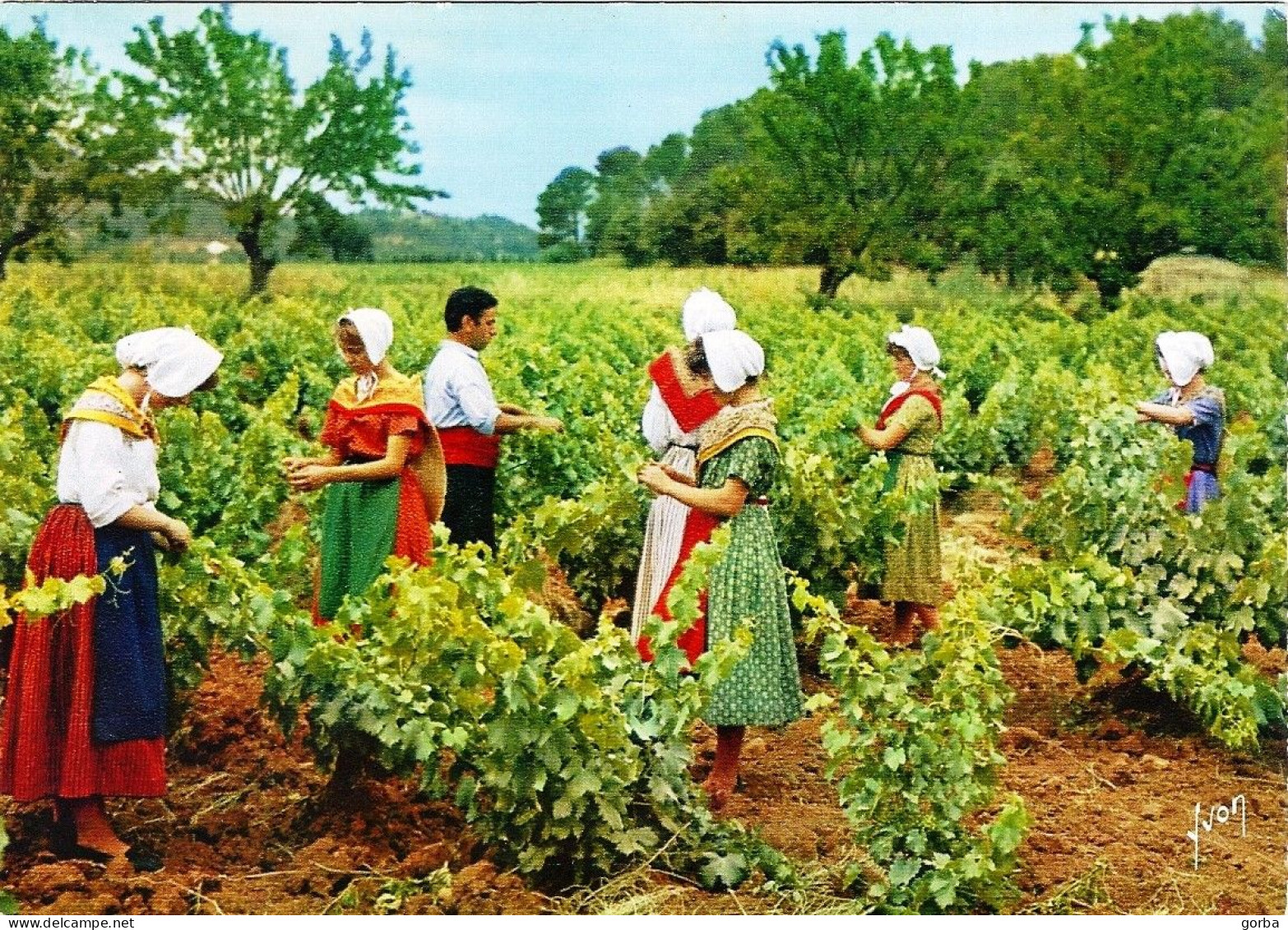 CPM - FRANCE - PACA - Cotes De Provence - L'écimage Des Vignes - Provence-Alpes-Côte D'Azur