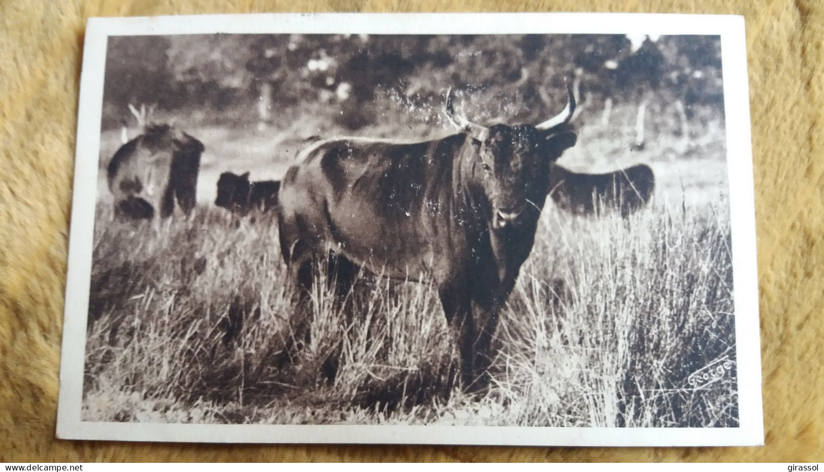 CPA TAUREAU EN CAMARGUE LOU MAMAI REDOUTABLE COCARDIER DE LA MANADE AUBERT FRERES DU PETIT BADON ED PHOTO GEORGE 1935 - Tauri