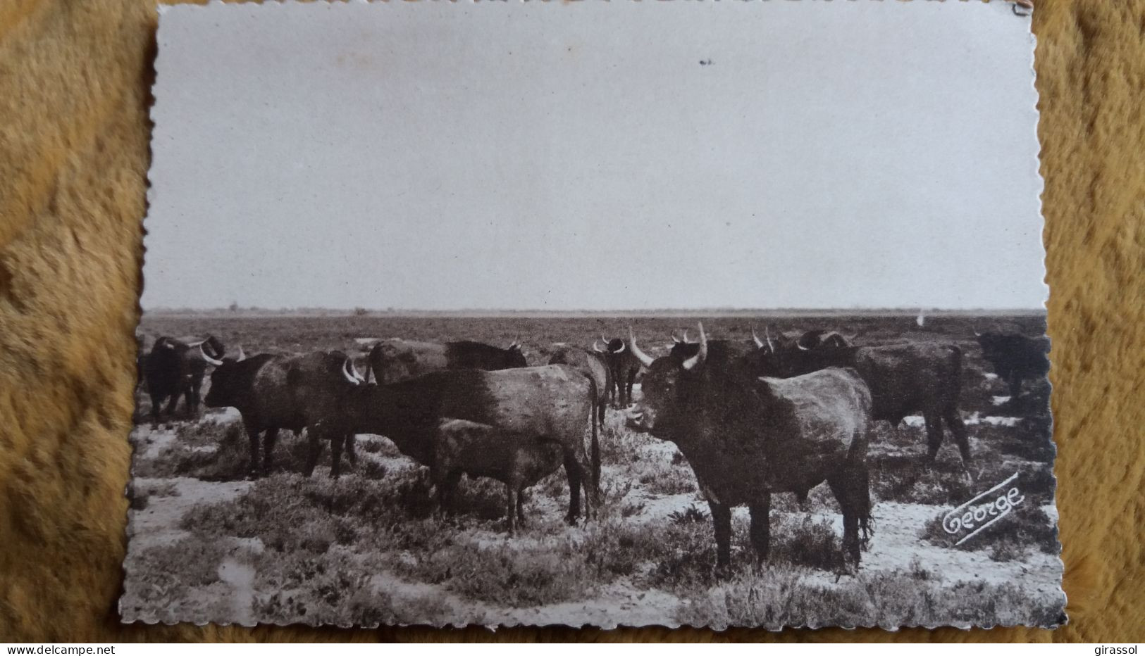 CPSM TAUREAU TAUREAUX EN CAMARGUE  MANADE REYNAUD FIL ED PHOTO GEORGE 2515 - Bull