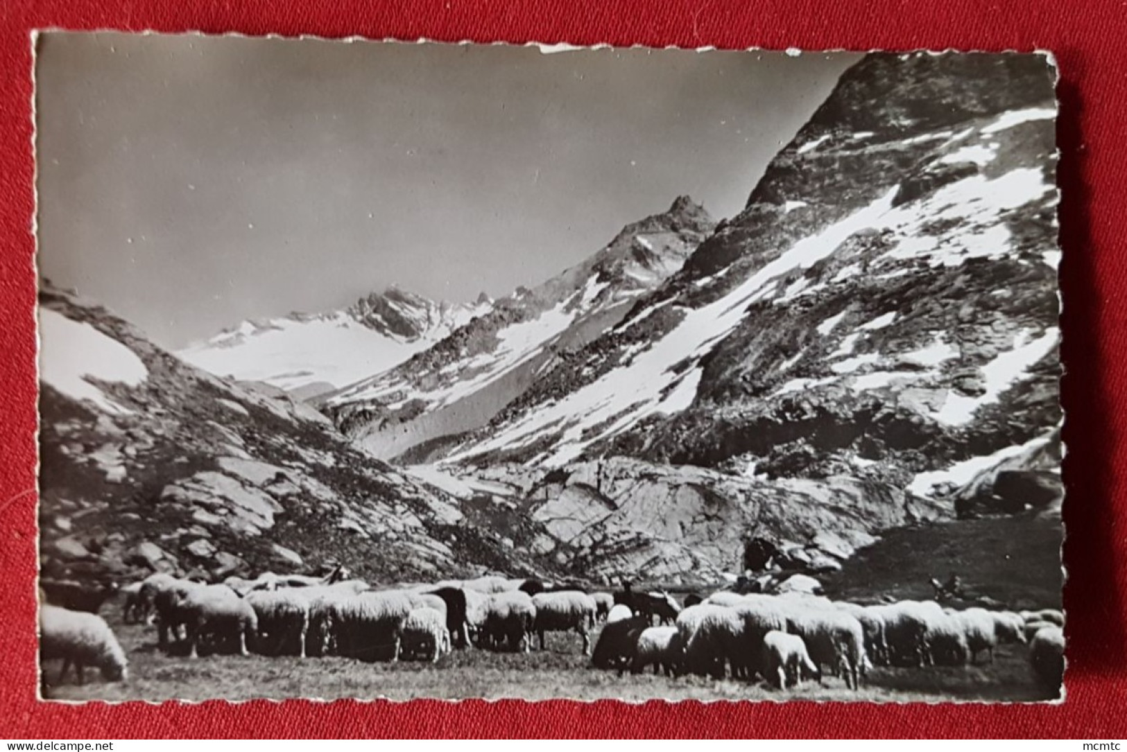 CPSM Petit Format - Sur La Route Du Col De L'Iseran Bonneval Sur Arc -(Savoie) - Le Glacier Des Evettes- Moutons, Mouton - Bonneval Sur Arc