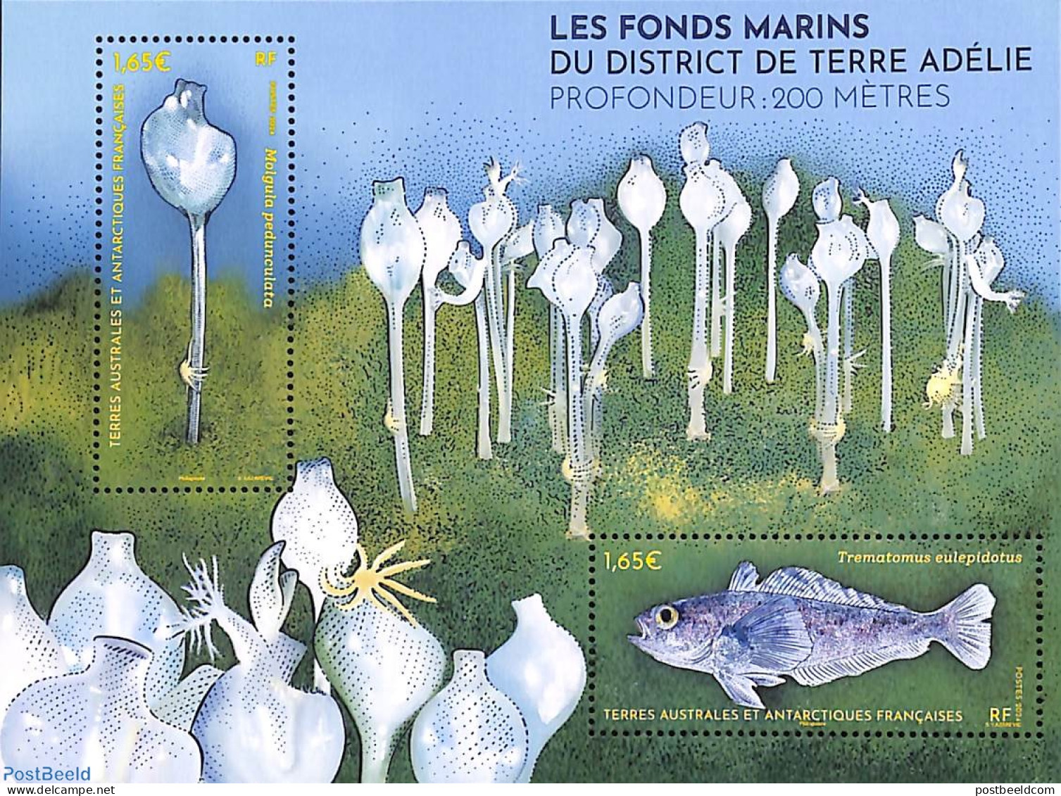 French Antarctic Territory 2024 Deepsea Terre Adélie District S/s, Mint NH, Nature - Fish - Nuovi