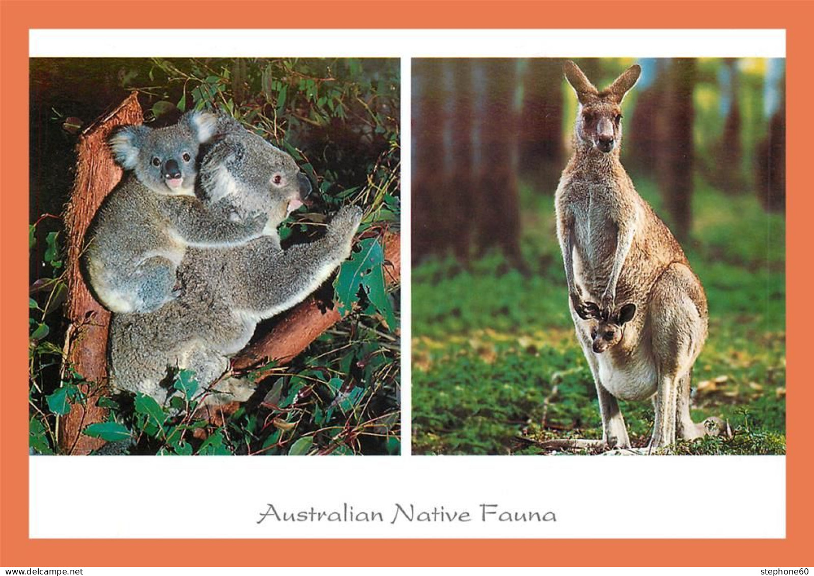 A513 / 041 Australie Australian Native Fauna Koala Kangourou - Non Classés