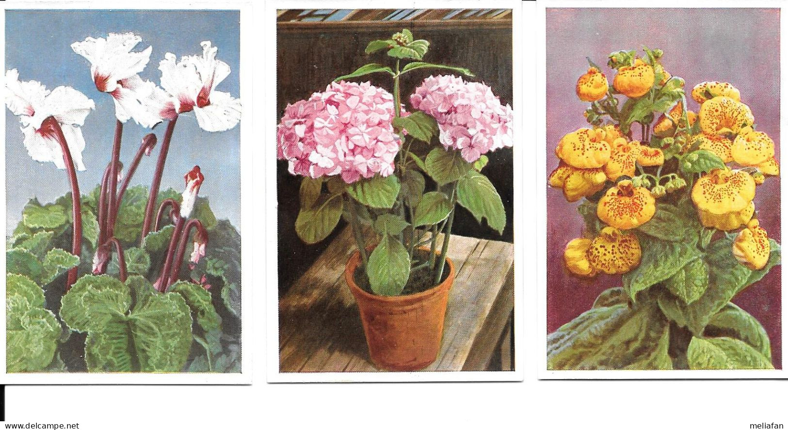 BS92 - IMAGES CIGARETTES REEMTSMA - FLEURS - Other Brands