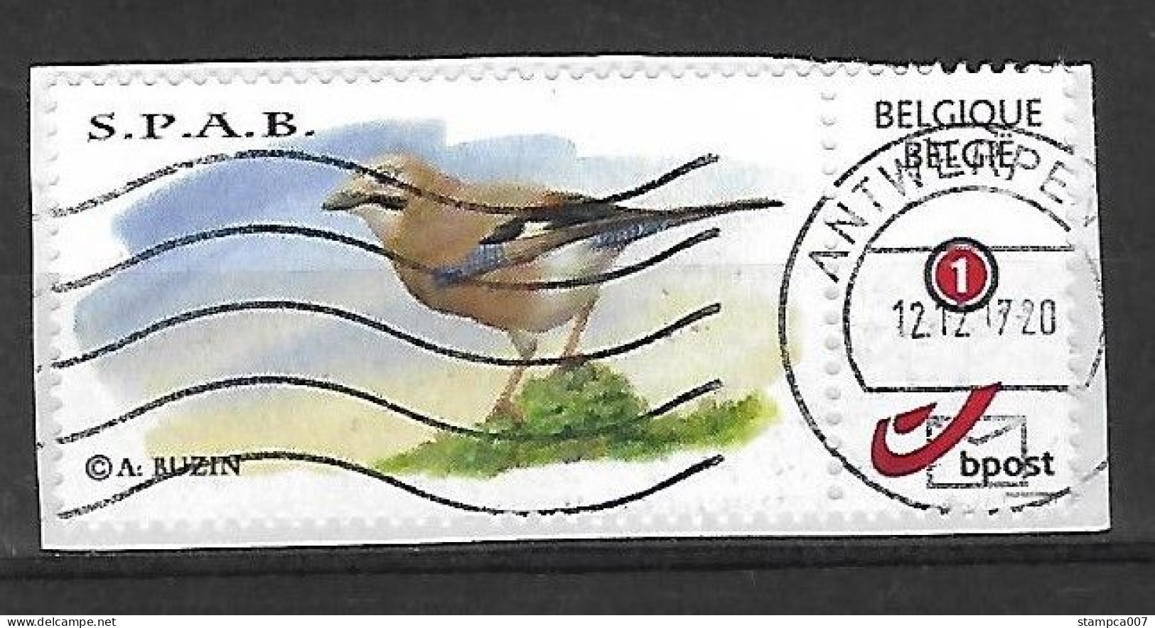 Fauna Bird Oiseau Vogel Gaai ?  Buzin - Sonstige & Ohne Zuordnung