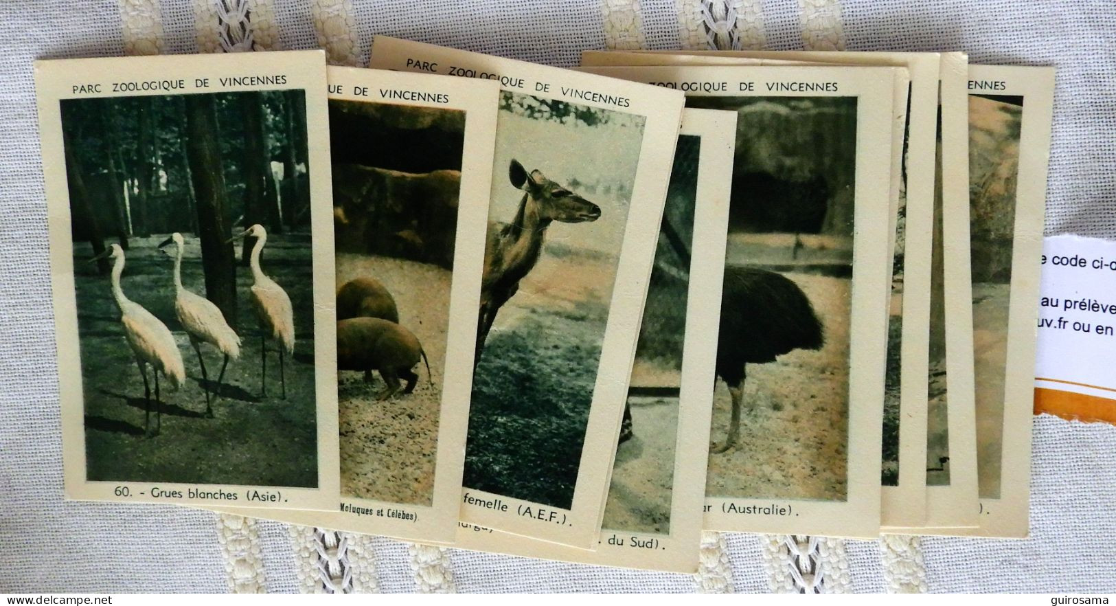 Lot D'images Du Parc Zoologique De Paris : N° 60 à 69 : 60-69 - Dieren