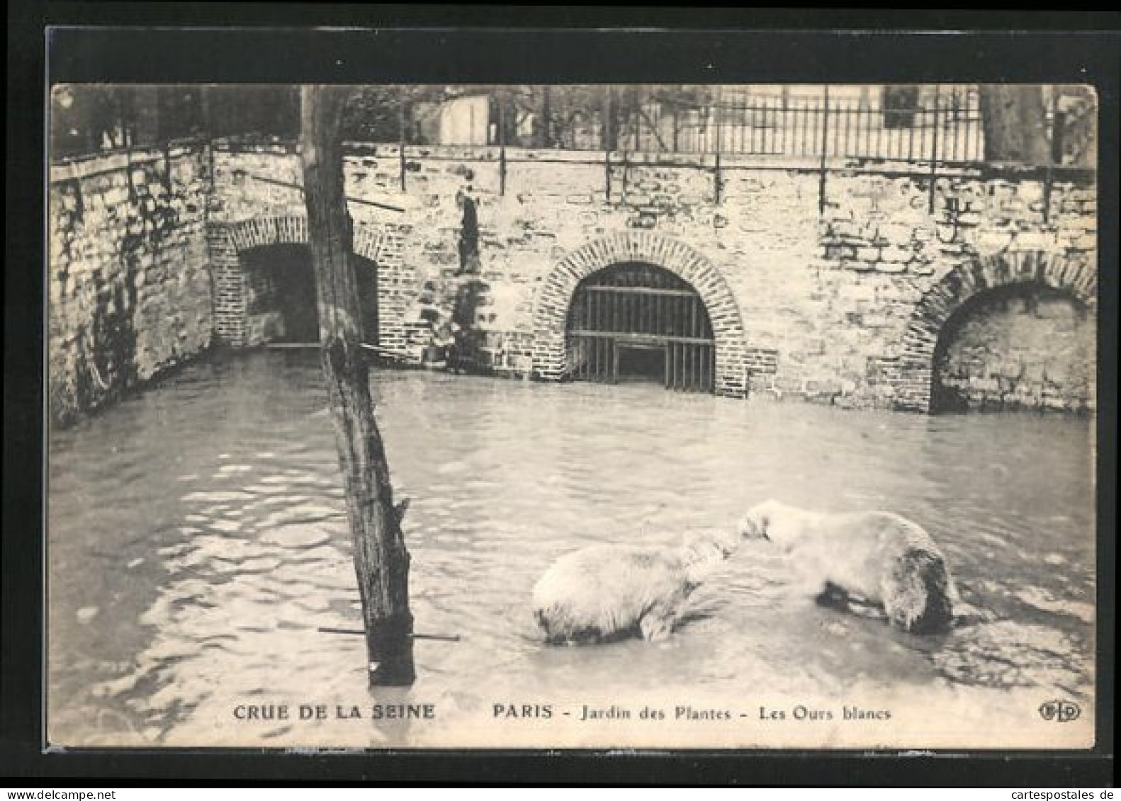 AK Crue De La Seine, Paris - Jardin Des Plantes, Les Ours Blancs, Hochwasser  - Overstromingen