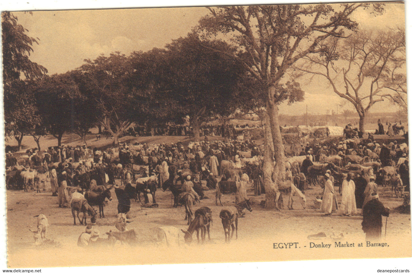 Egypt - Barrage Donkey Market, General View - Autres & Non Classés