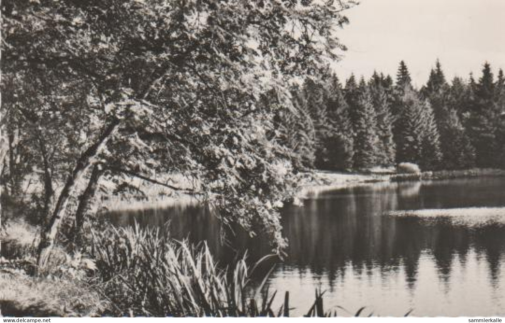 3797 - Seeufer Im Wald - Ca. 1965 - Landkarten