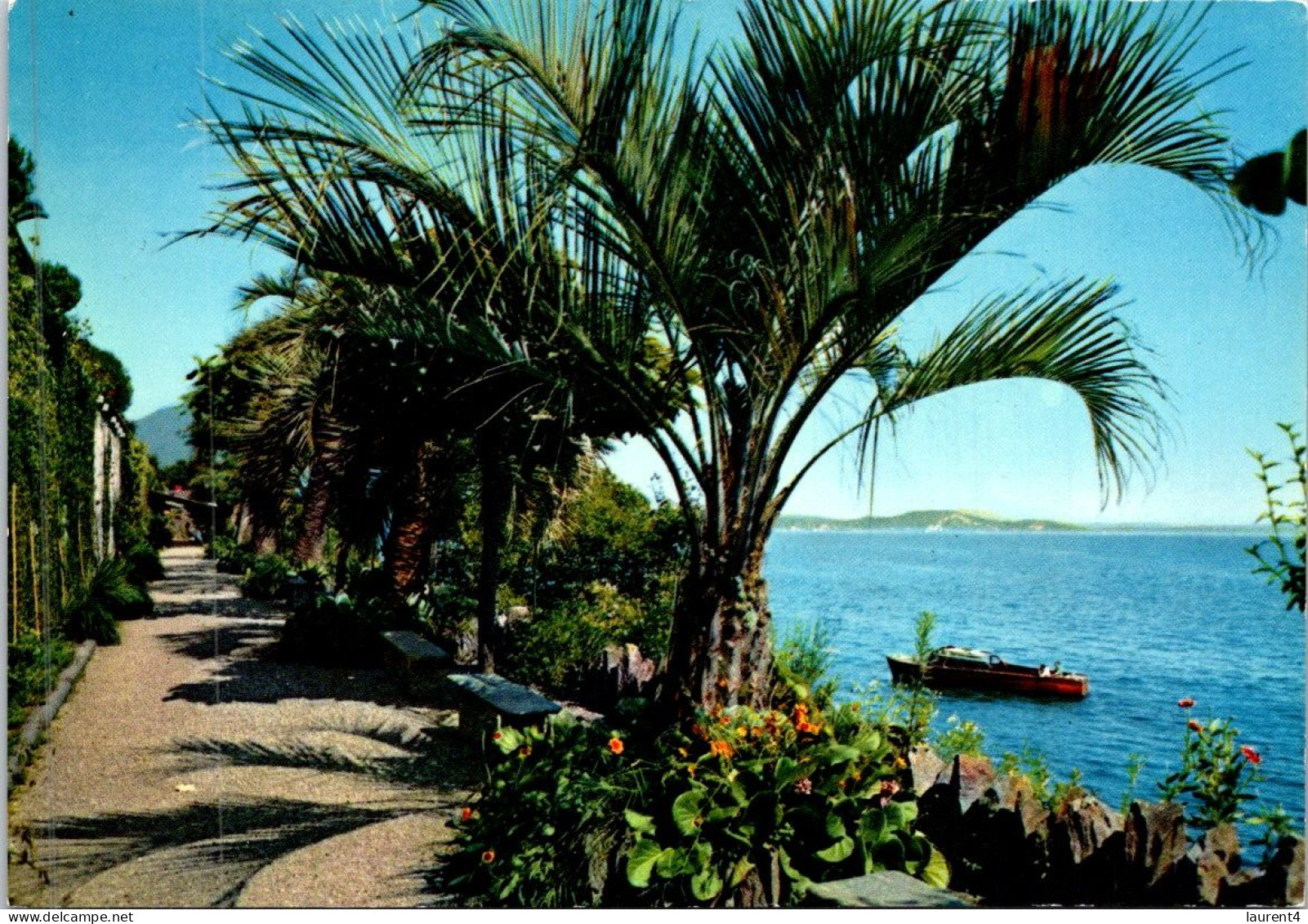 10-4-2024 (1 Z 33) Italy - Isola Madre (palm Trees) - Bäume