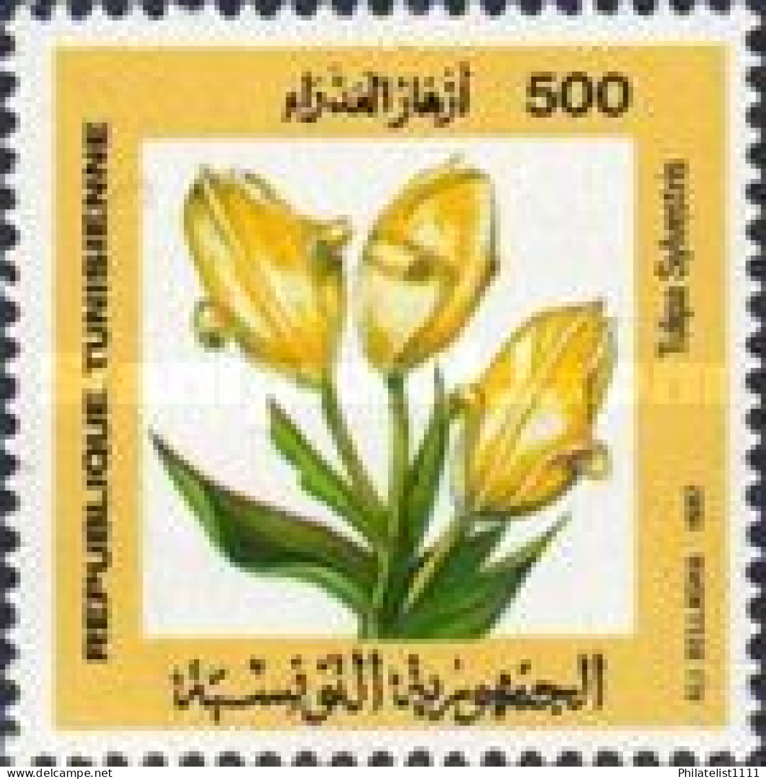 Flowers - Tunisia