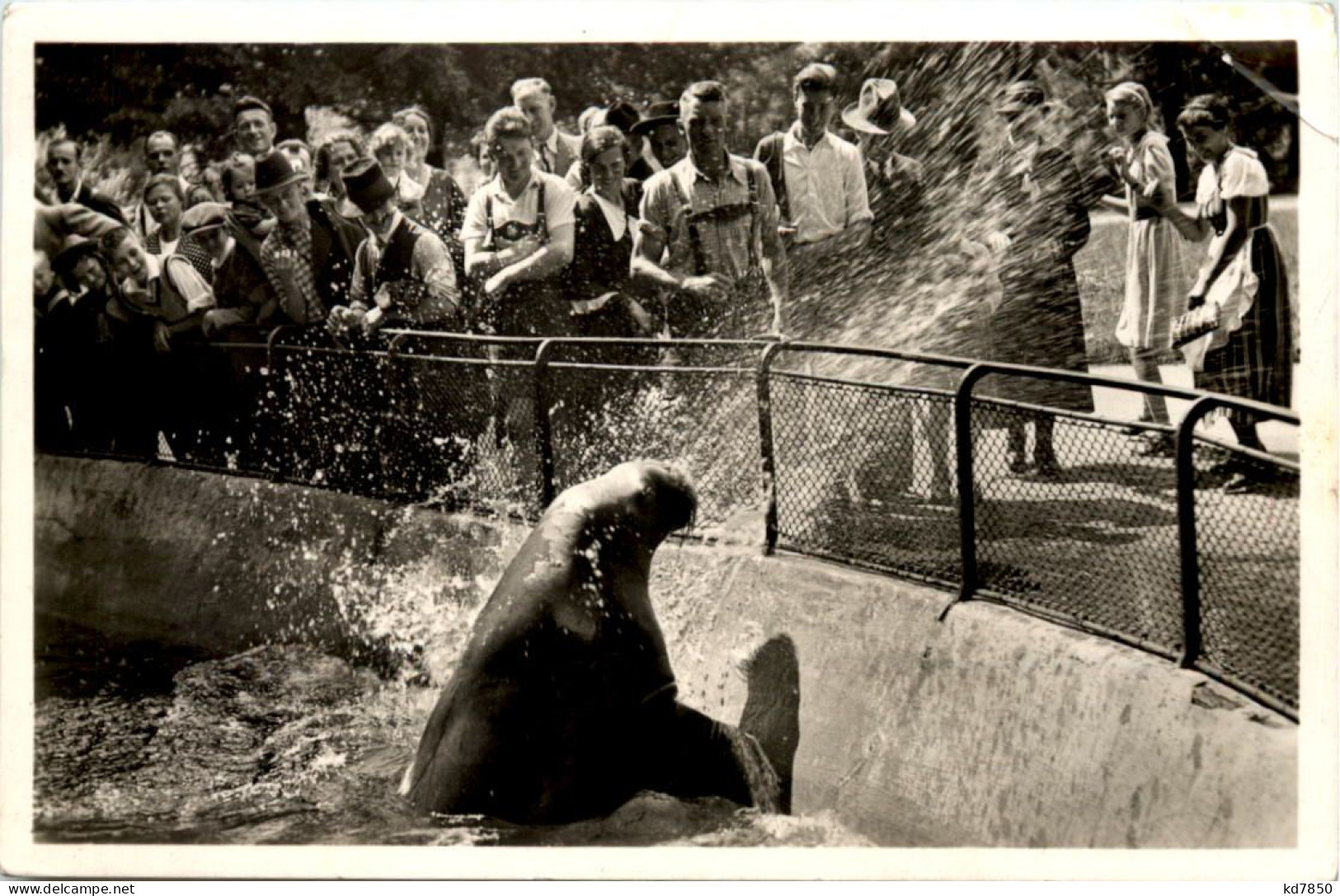 München Tierpark Hellabrunn - Walross Mimi - Muenchen