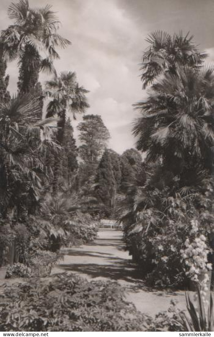 13427 - Bad Pyrmont - Palmengarten - 1957 - Bad Pyrmont