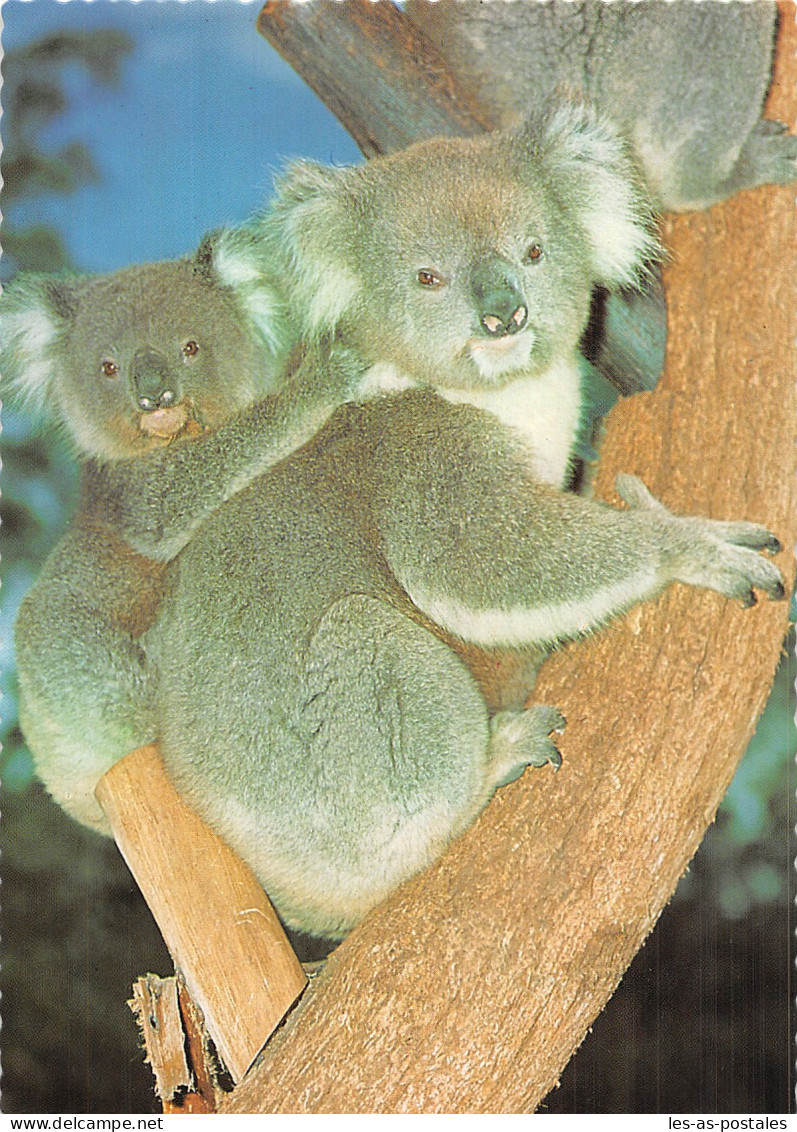 AUSTRALIE KOALA - Altri & Non Classificati