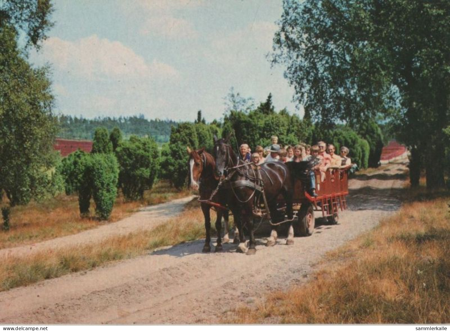 74330 - Lüneburger Heide - Ausfahrt In Der Heidekutsche - Ca. 1980 - Lüneburger Heide