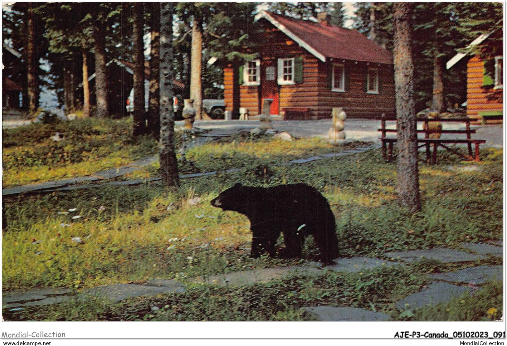 AJEP3-CANADA-0234 - An Early Morning Visitor To - PARADISE LODGE - BUNGALOWS - Box 7 - Lake Louise - Alberta - Canada - Other & Unclassified