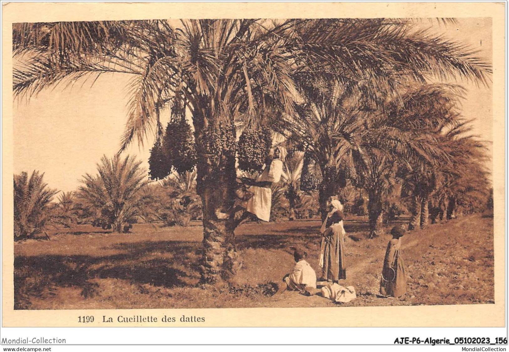 AJEP6-ALGERIE-0585 - La Cueillette Des Dattes - Berufe
