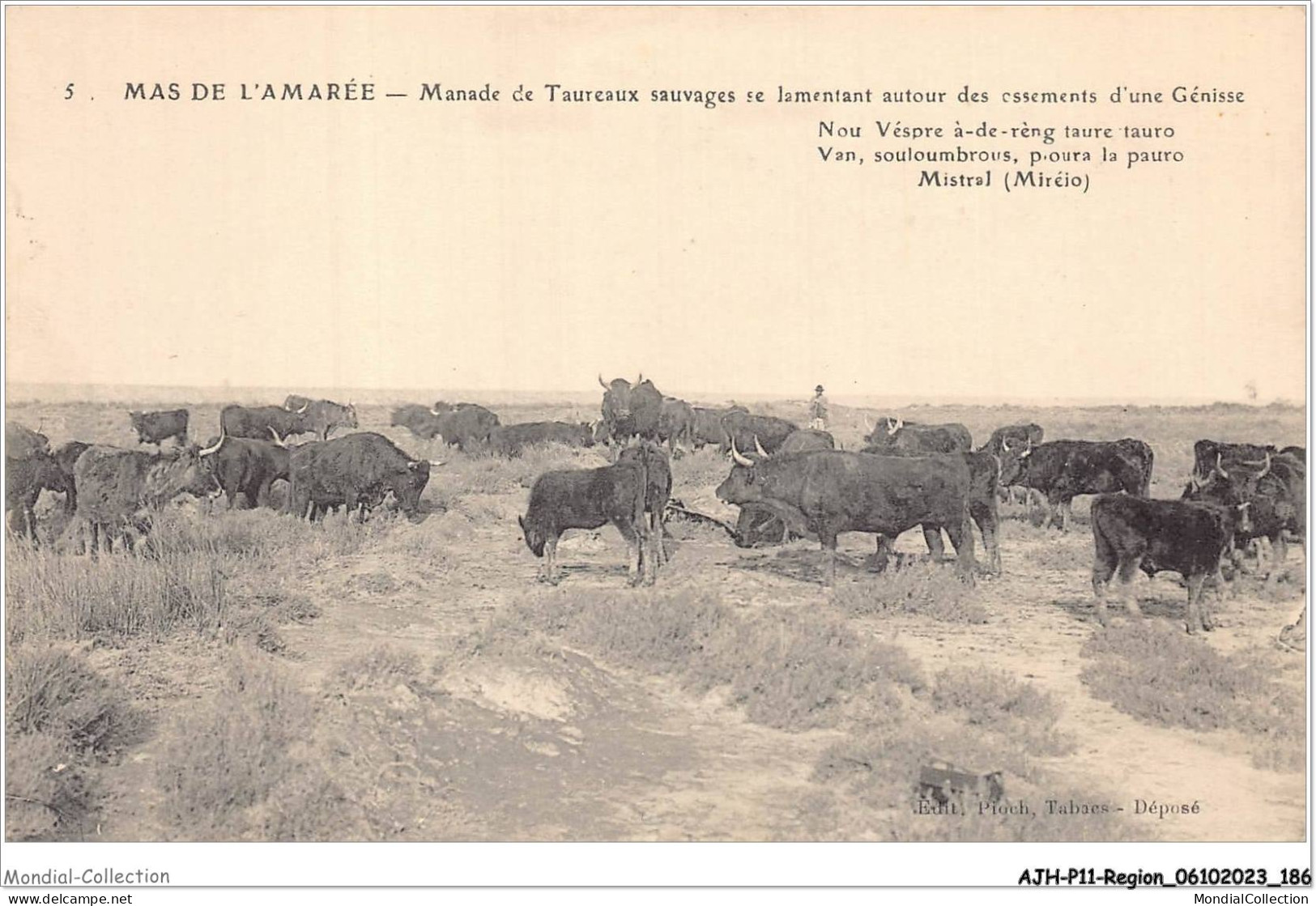 AJHP11-REGION-0996 - MAS DE L'AMAREE - Manade De Taureaux Sauvages Se Lamentant Autour Des Ossements - Provence-Alpes-Côte D'Azur