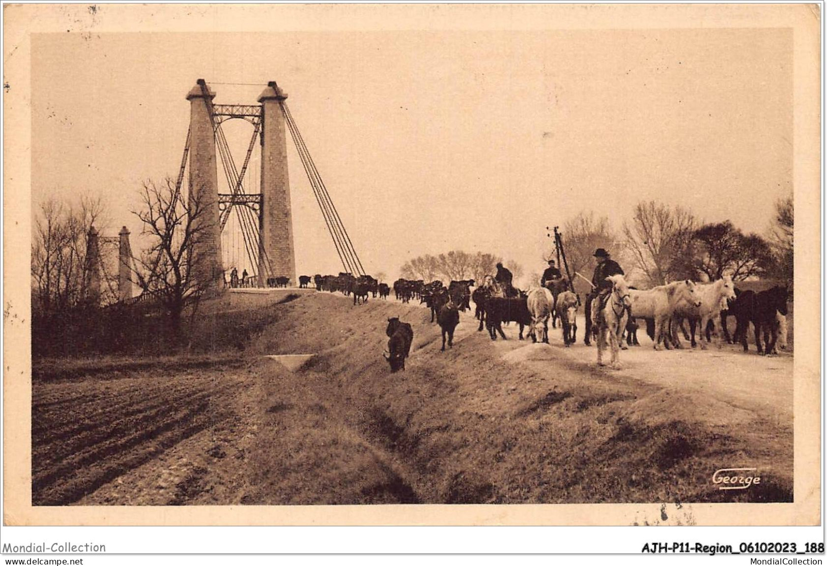 AJHP11-REGION-0997 - EN CAMARGUE - Transhumance Des Taureaux - Provence-Alpes-Côte D'Azur