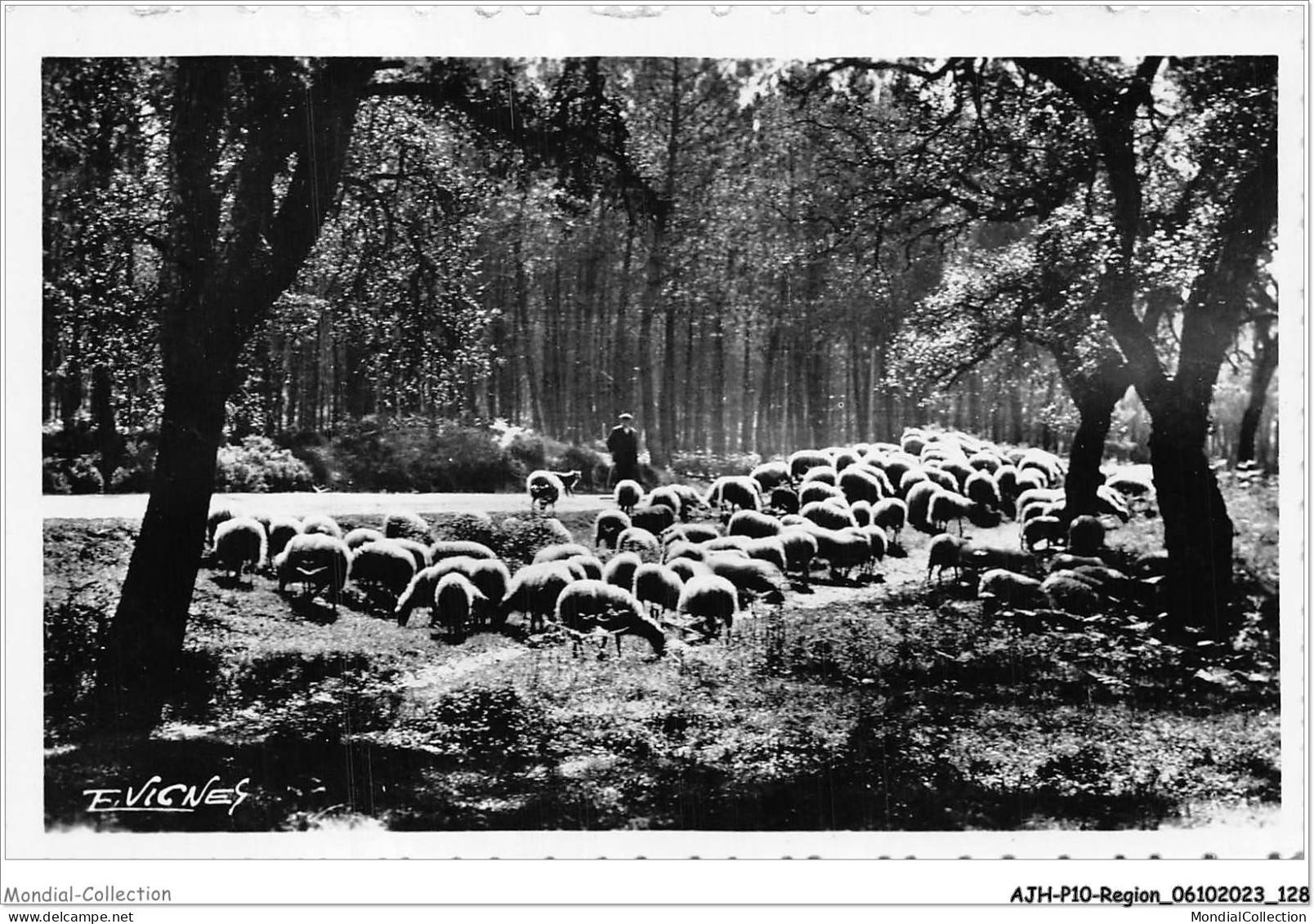 AJHP10-REGION-0866 - PAYS LANDAIS - Moutons Dans Les Chênes-liège - Aquitaine