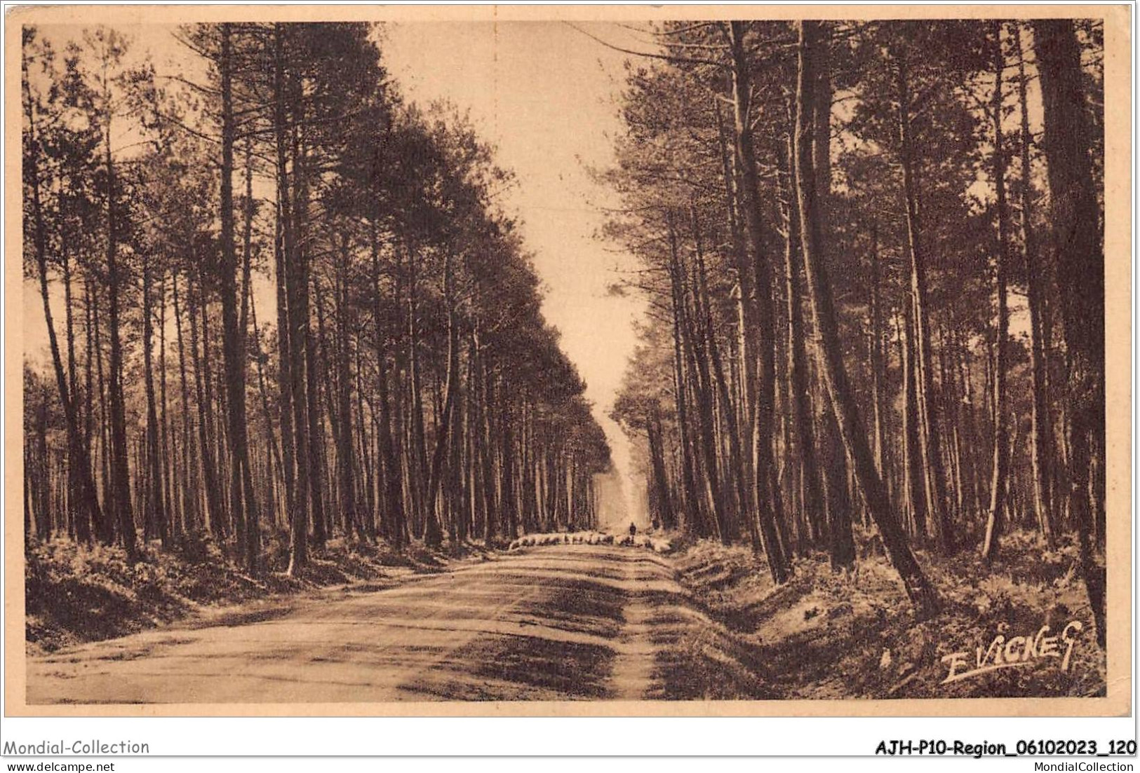 AJHP10-REGION-0862 - PAYSAGES LANDAIS - Une Route Des Landes - Aquitaine