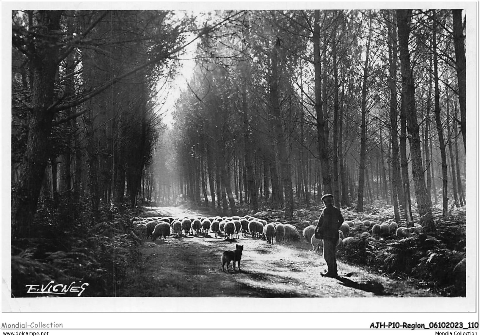 AJHP10-REGION-0857 - PAYS LANDAIS - Clairière Avec Moutons - Aquitaine
