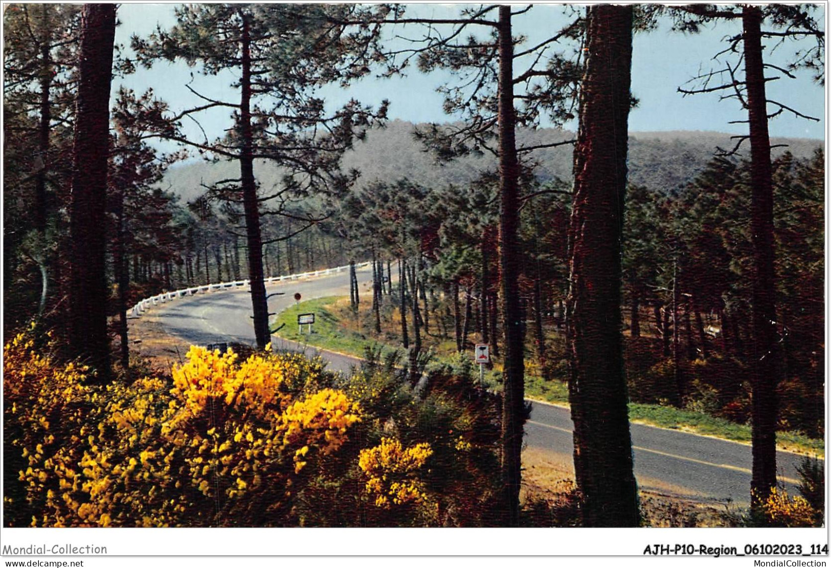 AJHP10-REGION-0859 - La Forêt Des Pins Dans Les Dunes - Genêts En Fleurs - Aquitaine