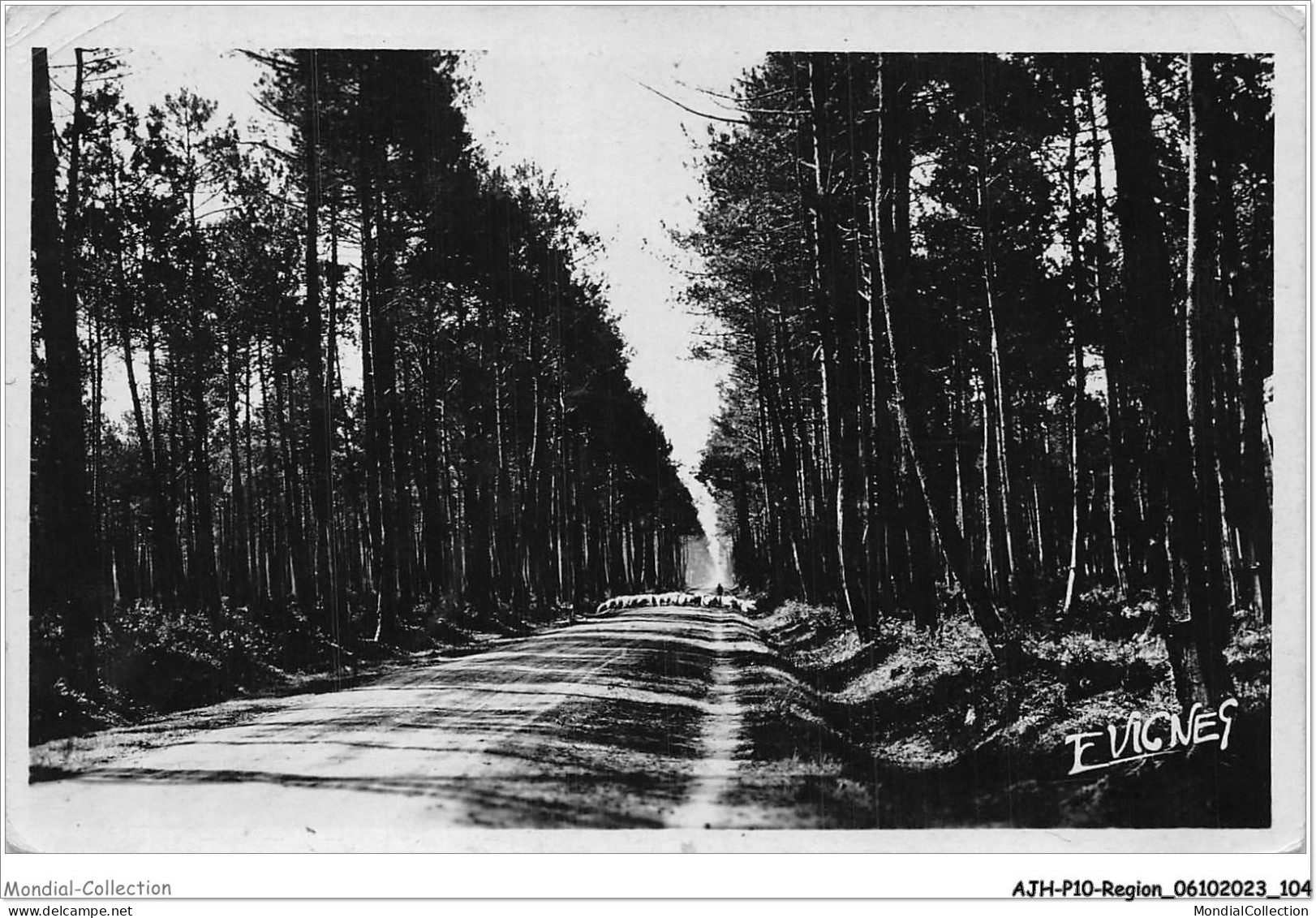 AJHP10-REGION-0854 - AU PAYS LANDAIS - Route Des Landes - Aquitaine