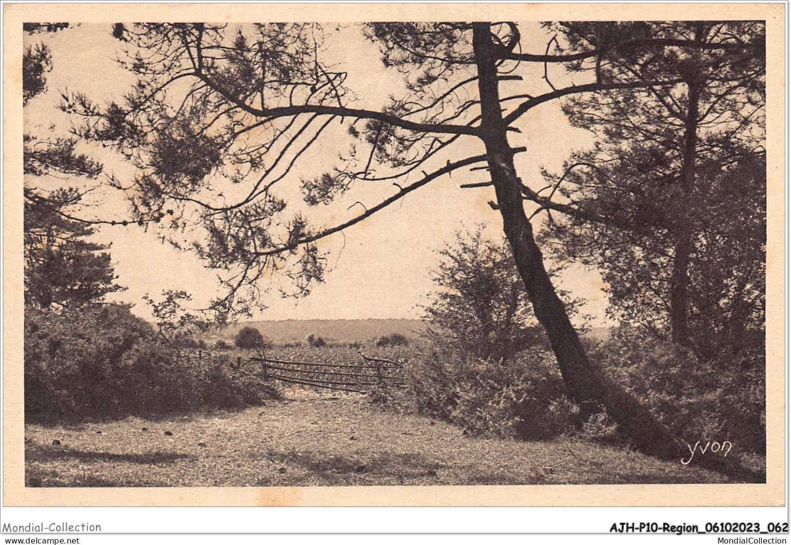 AJHP10-REGION-0833 - LES LANDES DE GASCOGNE - Perchoir Pour écureuil - Aquitaine