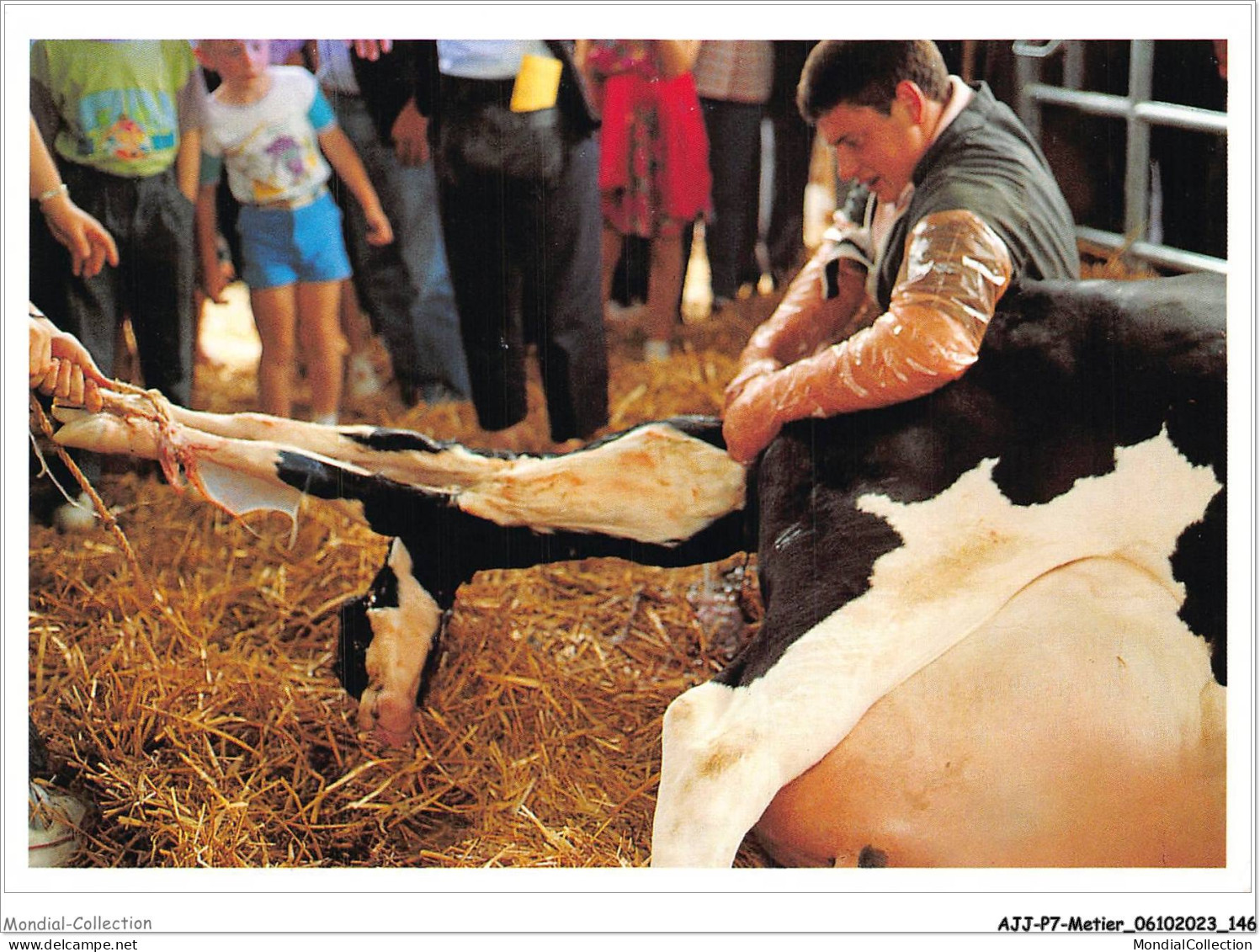 AJJP7-0681 - METIER - NAISSANCE D'UN VEAU LORS DU COMICE AGRICOLE DE BROU  - Farmers