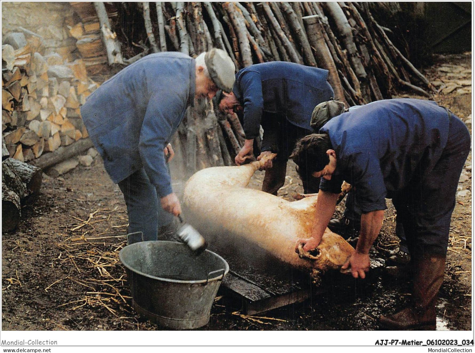 AJJP7-0625 - METIER - JEAN-PHILIPPE PORCHEROT - DOIZIEUX-LA BONNETANCHE - TUAILLE DE COCHON CHEZ FELIX PRIER  - Paysans