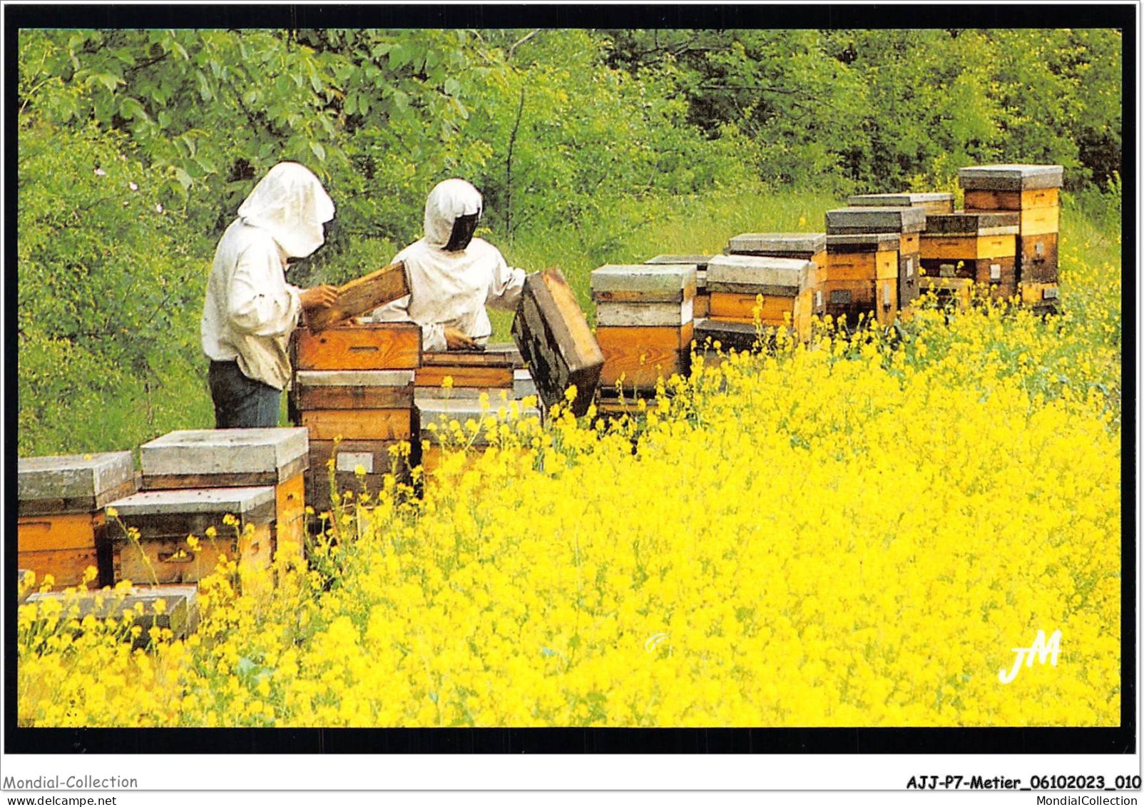 AJJP7-0613 - METIER - TRAVAIL AU RUCHER PENDANT LA FLORAISON DU COLZA  - Farmers