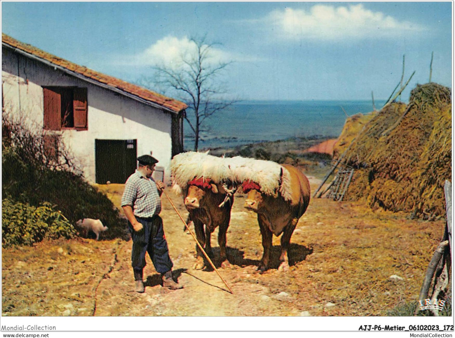 AJJP6-0593 - METIER - PAYS BASQUE - ATTELAGE - Campesinos