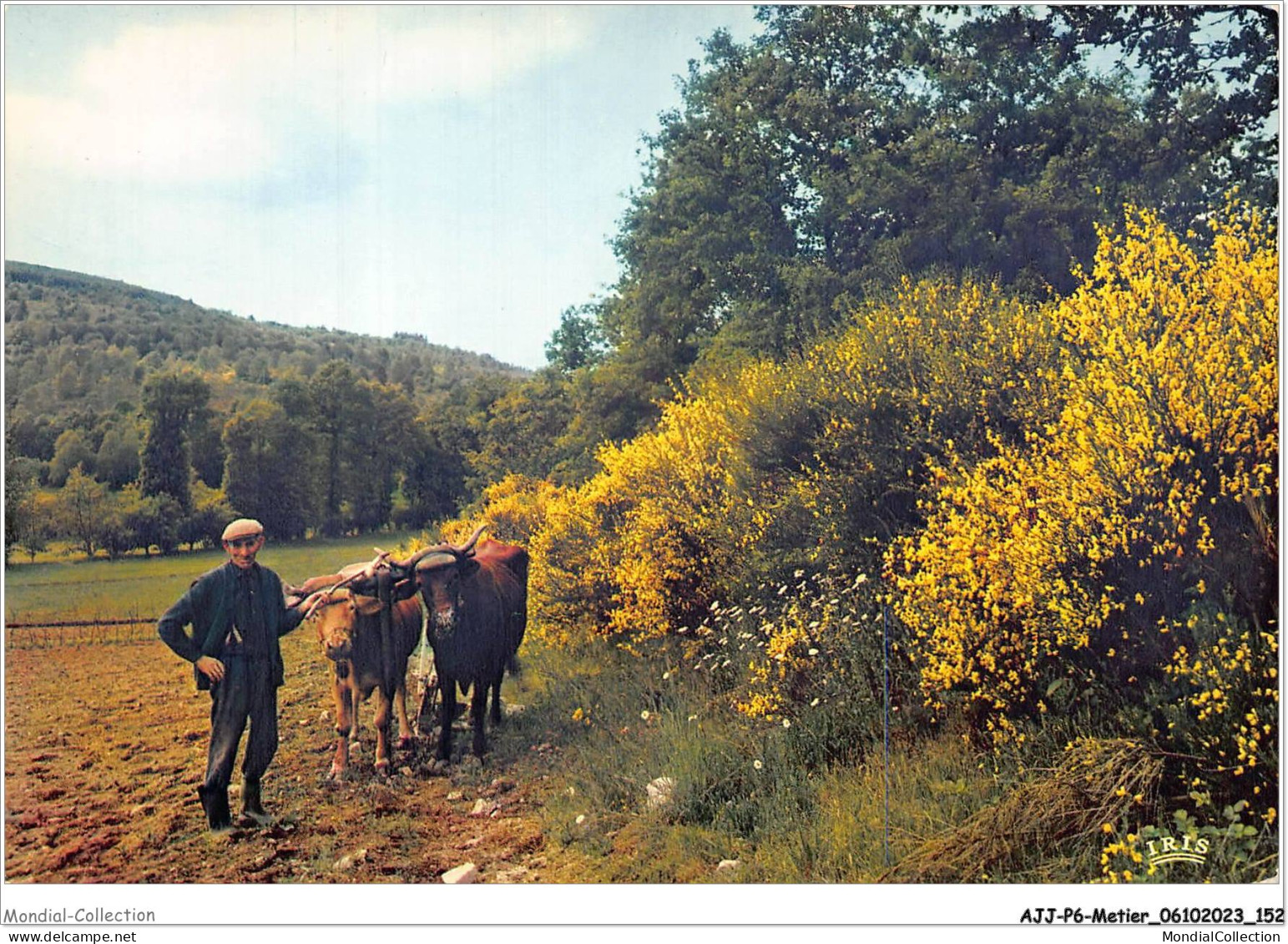 AJJP6-0583 - METIER - SCENE CHAMPETRE  - Campesinos