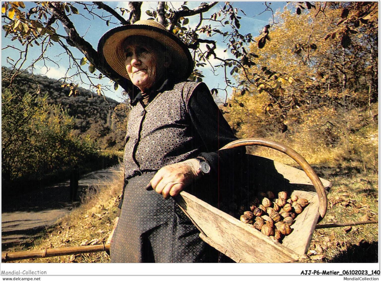 AJJP6-0577 - METIER - LE LOT - TERRE DES MERVEILLES - LA RECOLTE DES NOIX  - Farmers