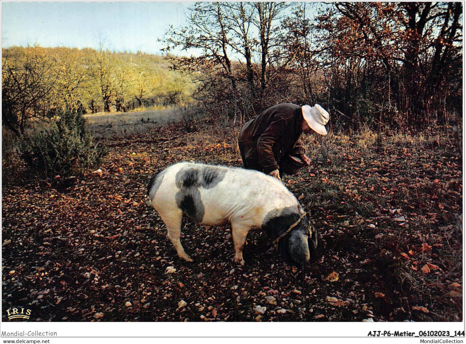 AJJP6-0579 - METIER - LE CHERCHEUR DE TRUFFES  - Bauern