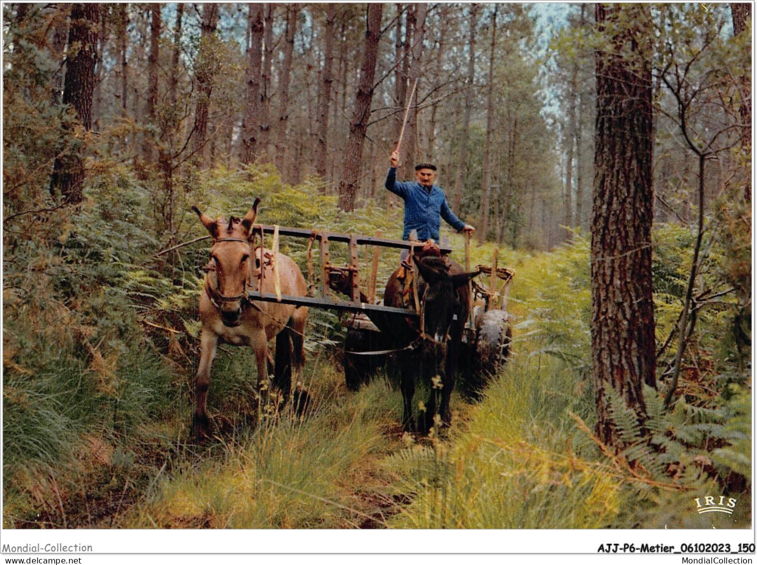 AJJP6-0582 - METIER - DANS LES LANDES - L'ATTELAGE DE MULES  - Farmers