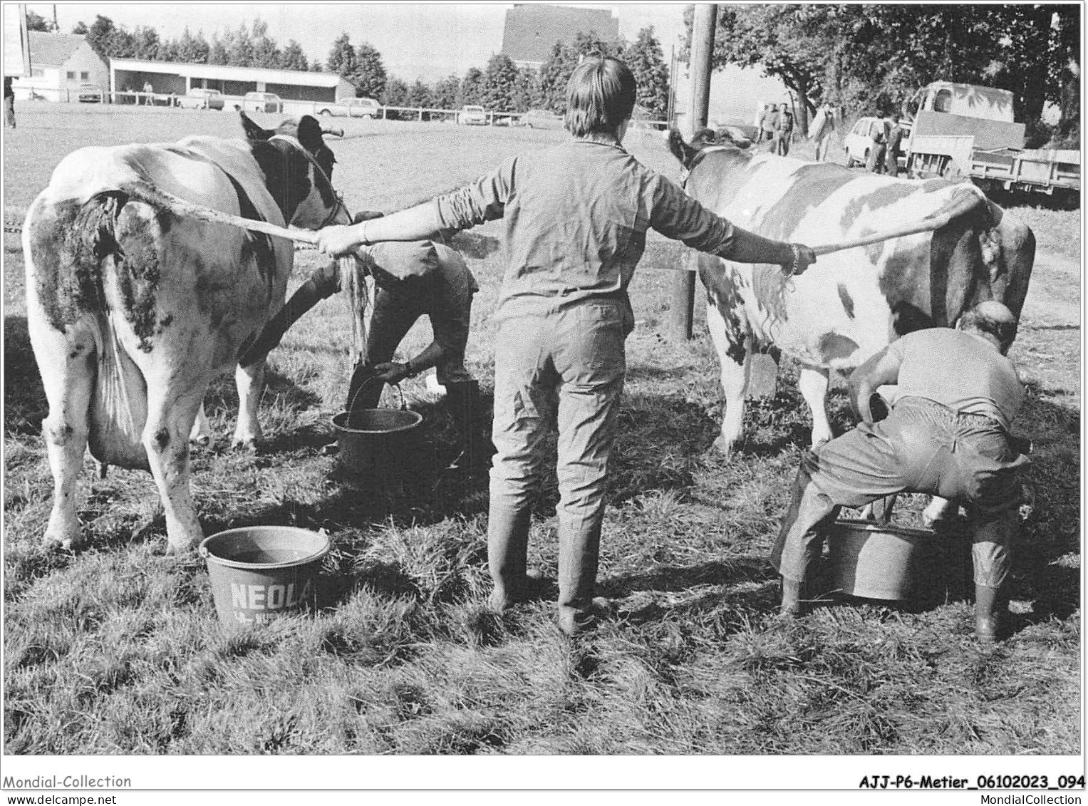 AJJP6-0554 - METIER - SEGLIEN - COMICE AGRICOLE CANTONAL - PREPARATION DES VACHES  - Bauern