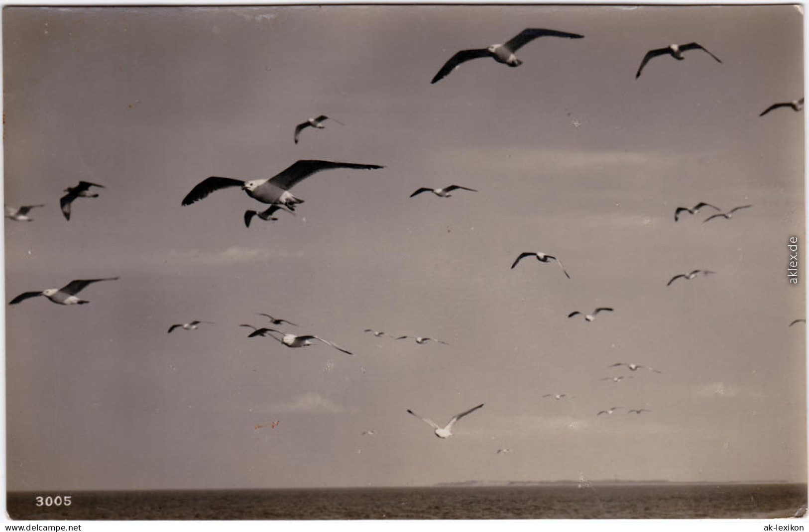 Prerow Möwen Auf Dem Meer Foto Ansichtskarte 1931 - Seebad Prerow