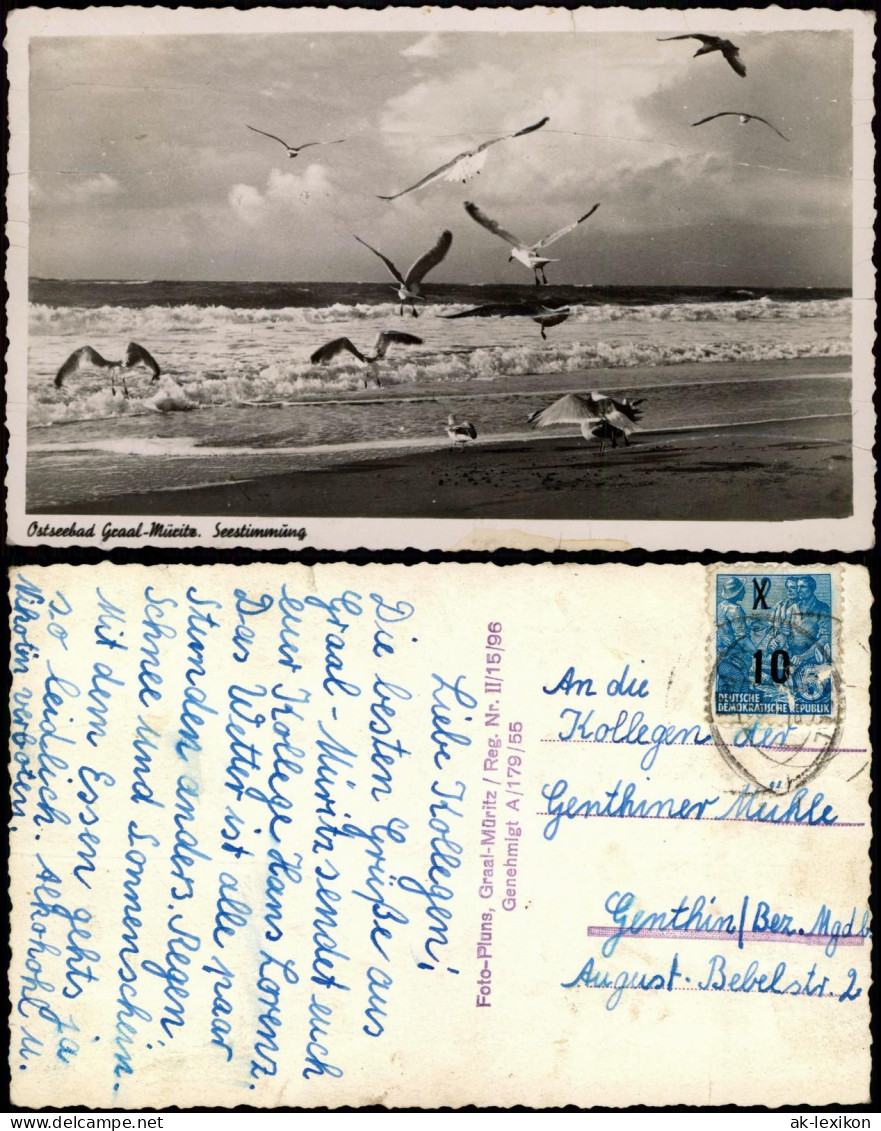 Ansichtskarte Graal-Müritz Strand Ostsee, Seestimmung Mit Möven 1958/1955 - Graal-Müritz