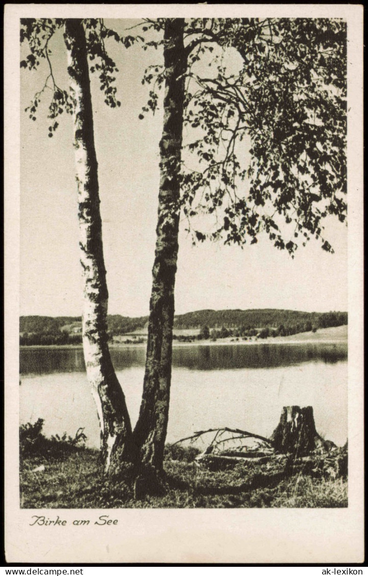 Ansichtskarte  Stimmungsbild Natur "Birke Am See" 1950 - Non Classés