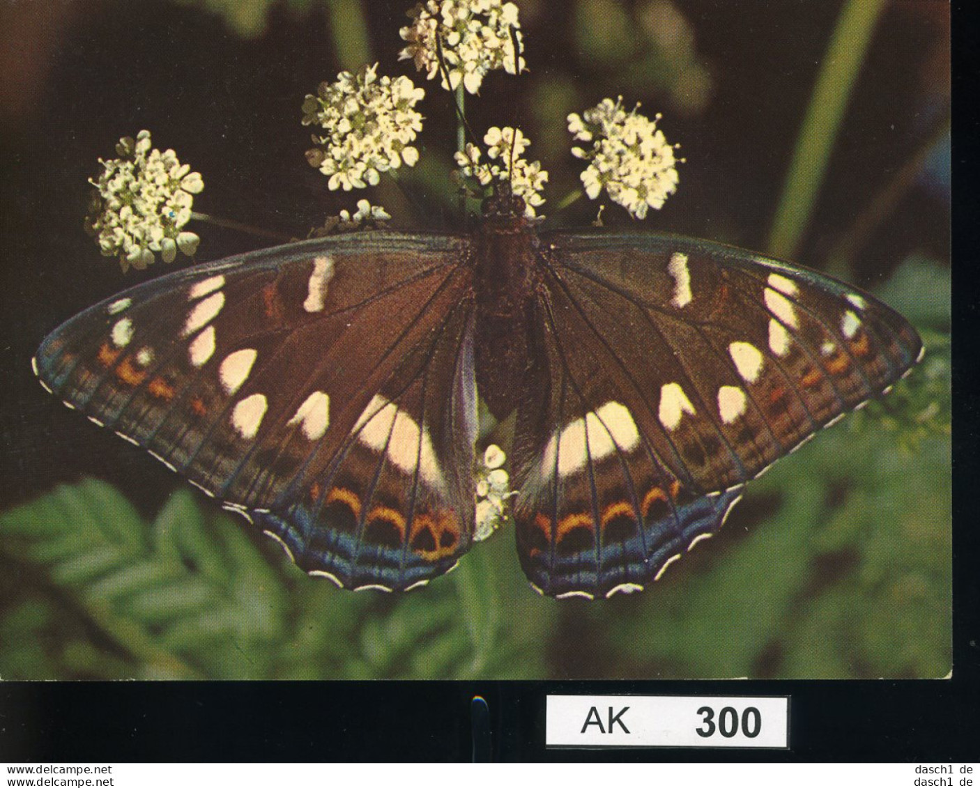 AK300, AK Nicht Gelaufen, Ecke Angestoßen, Schmetterling, Großer Eisvogel - Mariposas