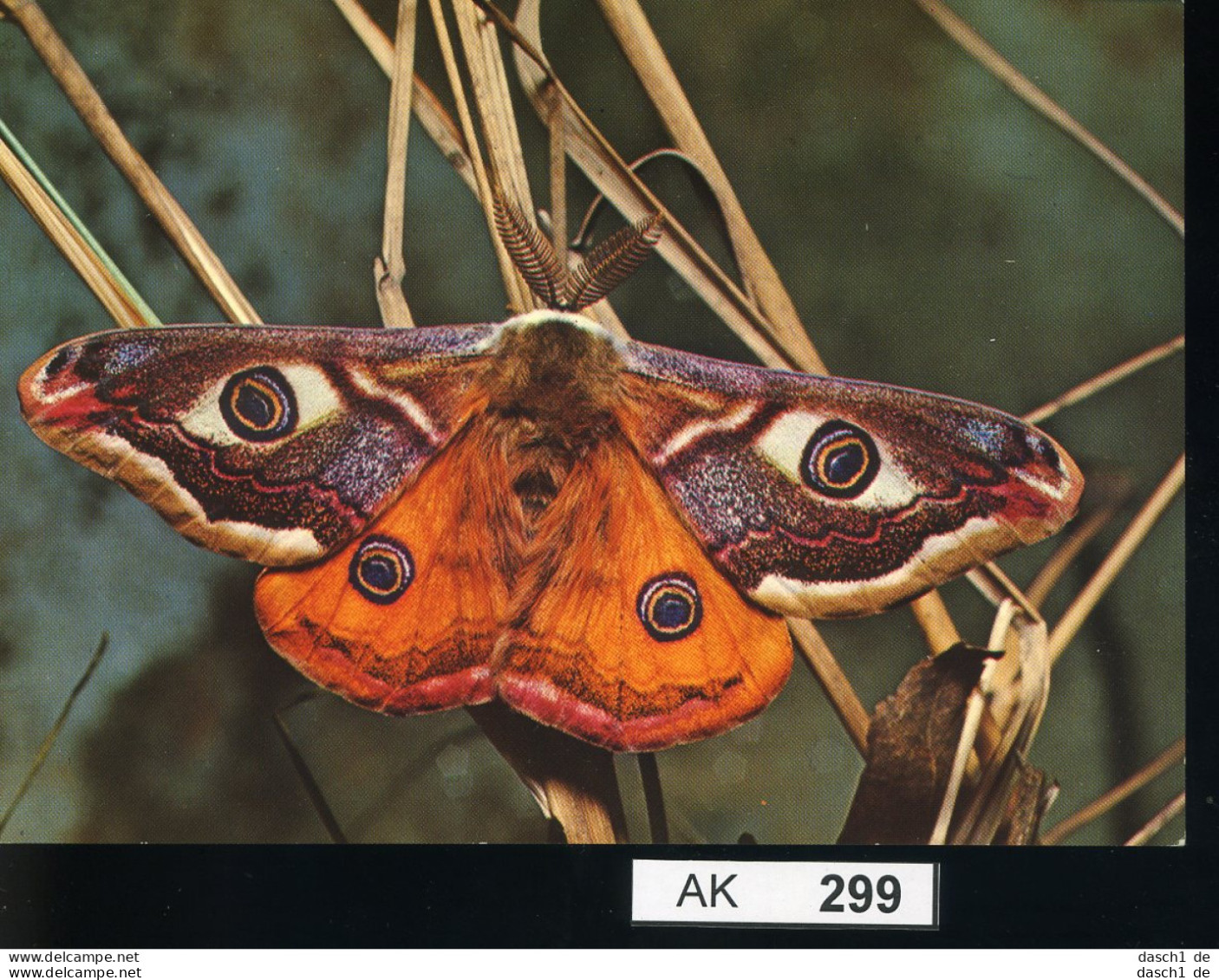 AK299, AK Nicht Gelaufen, Ecke Angestoßen, Schmetterling, Kleines Nachtpfauenauge - Papillons