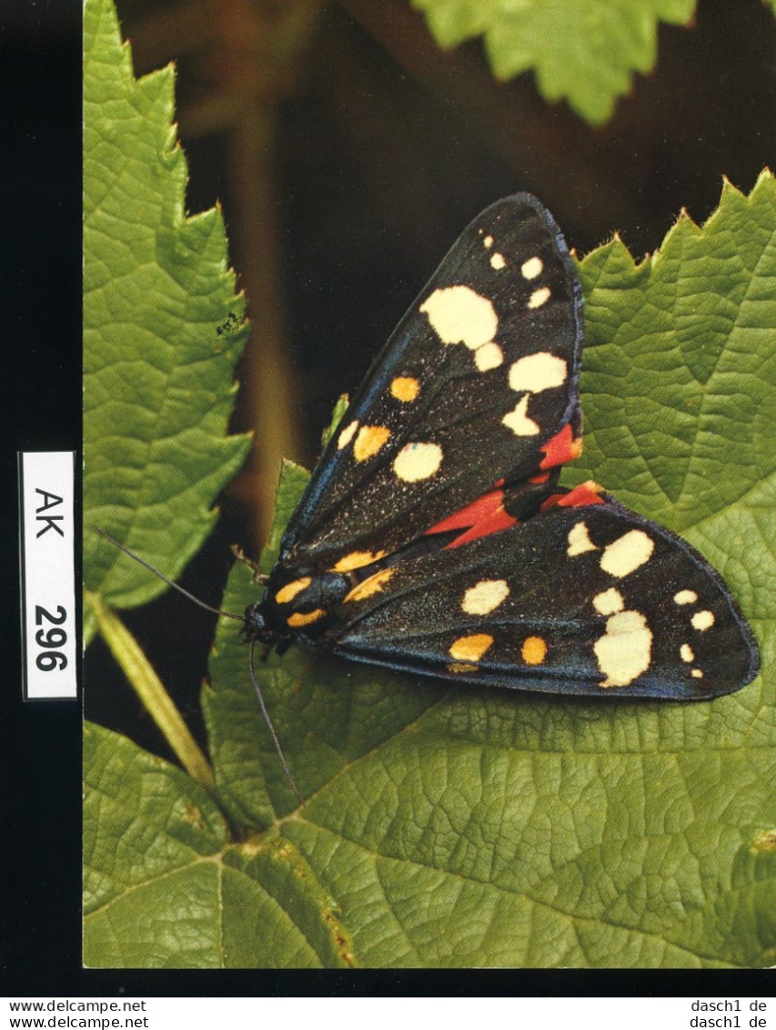 AK296, AK Nicht Gelaufen, Ecke Angestoßen, Schmetterling, Schönbär - Butterflies