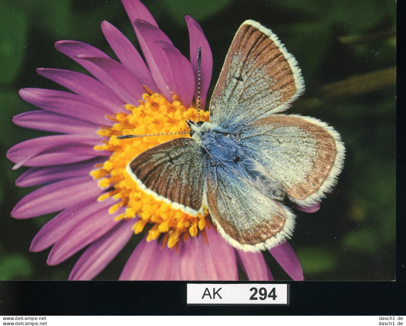 AK294, AK Nicht Gelaufen, Ecke Angestoßen, Schmetterling, Dunkler Alpenbläuling - Papillons