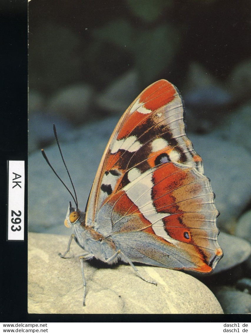 AK293, AK Nicht Gelaufen, Ecke Angestoßen, Schmetterling, Großer Schillerfalter - Mariposas